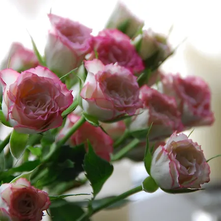 Bed & Breakfast Freiberg 3*