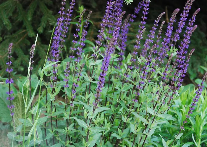 فندق مبيت وإفطار Bed & Breakfast Freiberg 3*