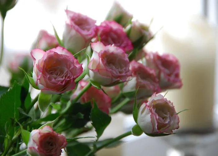 Bed & Breakfast Freiberg 3*